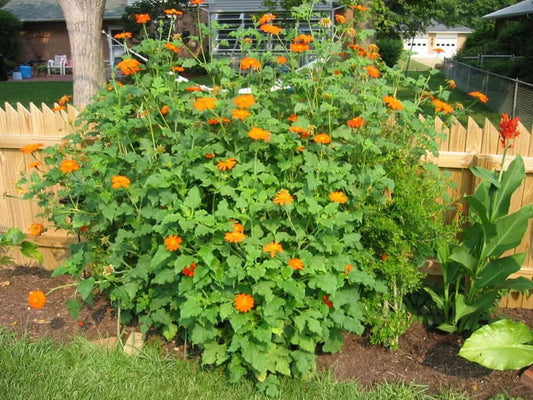 Mexican Sunflower Seeds 100+ Count, Drought-Resistant Summer Flower, Tithonia rotundifolia for Garden & Container Planting