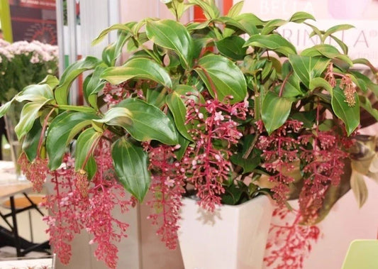 Live Well Rooted Starter Plant - Rare Bella Magnifica Medinilla - Exotic Indoor Plant for Home Decor - Vibrant Foliage and Striking Flowers