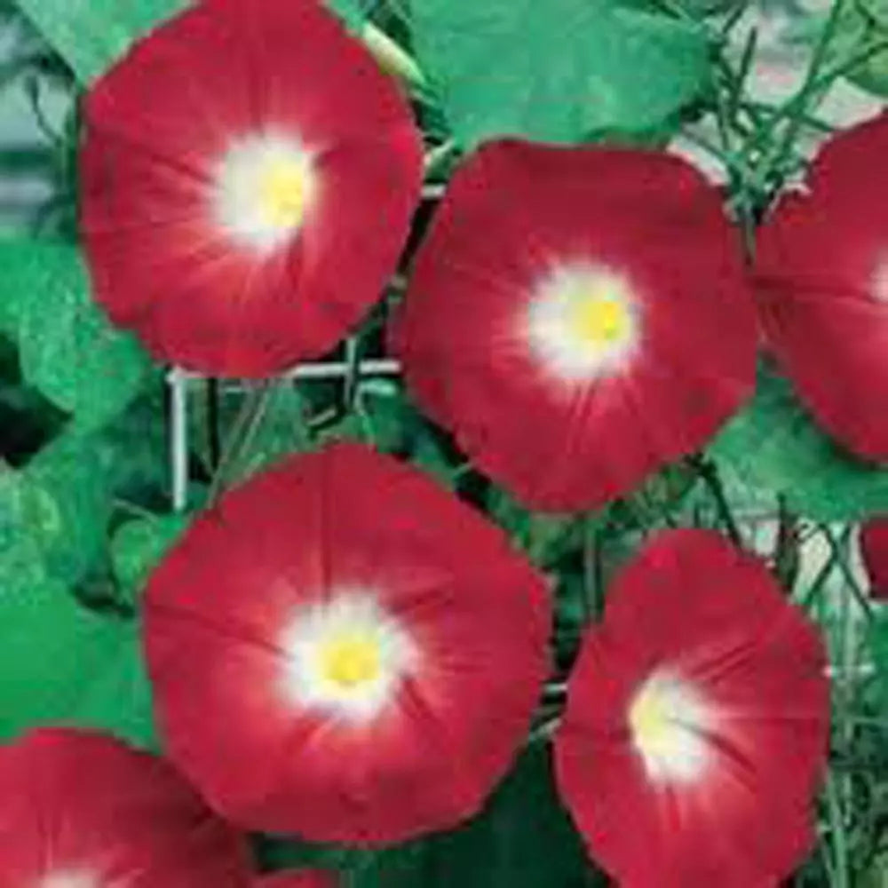 Scarlet O'Hara Morning Glory Seeds - 25+ Deep Pink Blooms - Ipomoea purpurea Climbing Vine for Garden Vertical Interest