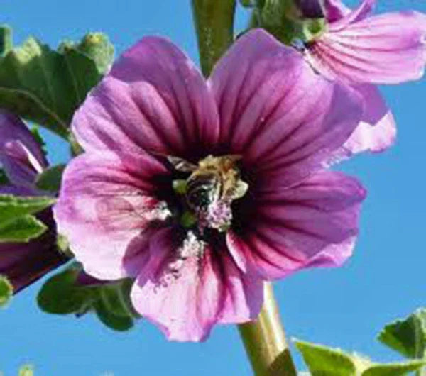 Rose Mallow Seeds 25+ Hibiscus moscheutos Bright Rose Flowers Perennial Garden Plant