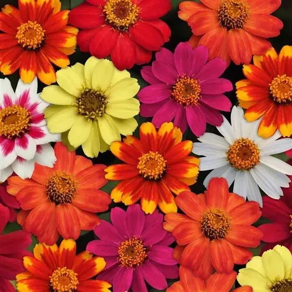 Zahara Bonfire Mix Zinnia Seeds - 100+ Pack, Annual Flower, Vibrant Red Orange Yellow, Zinnia elegans, Garden Planting
