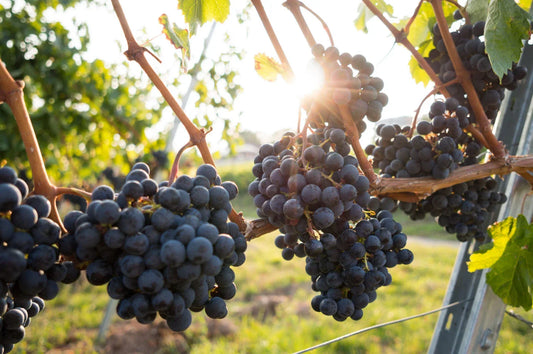 Grape Plants and Cuttings – Organic Vitis vinifera – Fruit-Bearing Cultivars for Home Garden, Fresh Eating & Winemaking