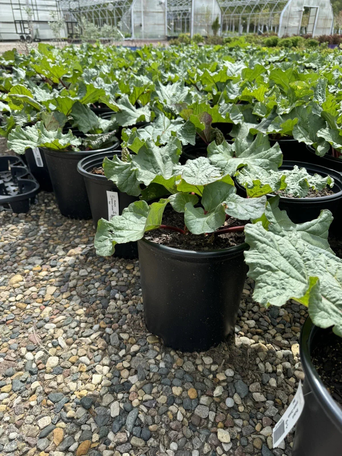 Potted Rhubarb Plant 2 Gal. Chipman’s Red with Established Roots, Rheum rhabarbarum, Perennial Garden Plant