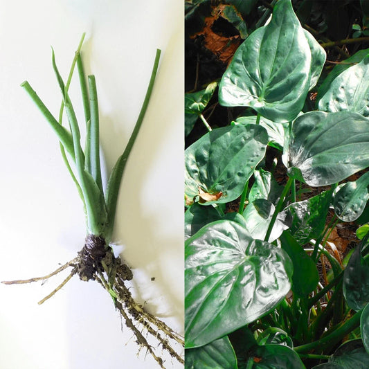 Live 7" Alocasia Cucullata Chinese Dwarf Elephant Ear Bare Plant – Indoor, Compact, Semi-Upright Foliage, Easy Care, Green Leaves