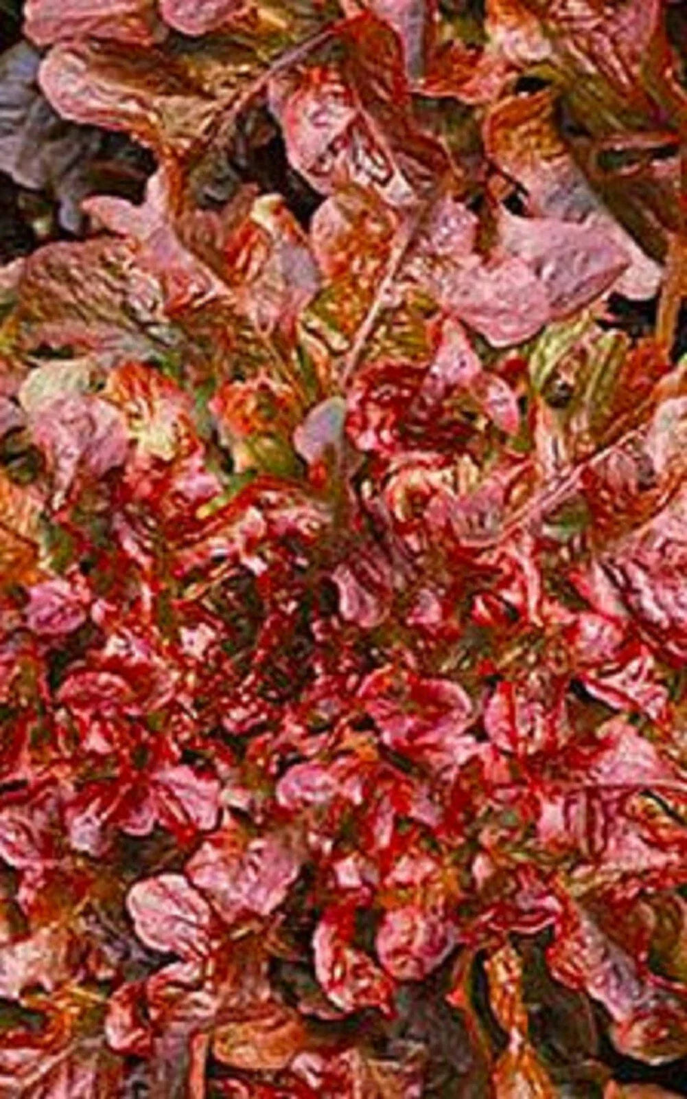 Red Salad Bowl Lettuce Seeds 500+ Non-GMO Heirloom Lactuca sativa for Home Gardening, Salad Greens, Container & Garden Bed