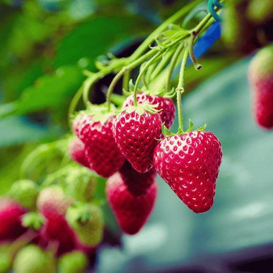 Keepsake Strawberry Roots Bare Root Plants | Ever-Bearing Fragaria × ananassa for Continuous Harvest