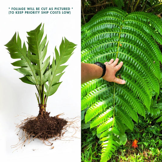Live Bare Root Tree Fern - Cyathea Horrida - Tropical Garden Plant - Lush Green Fronds - Shaded Moist Environment
