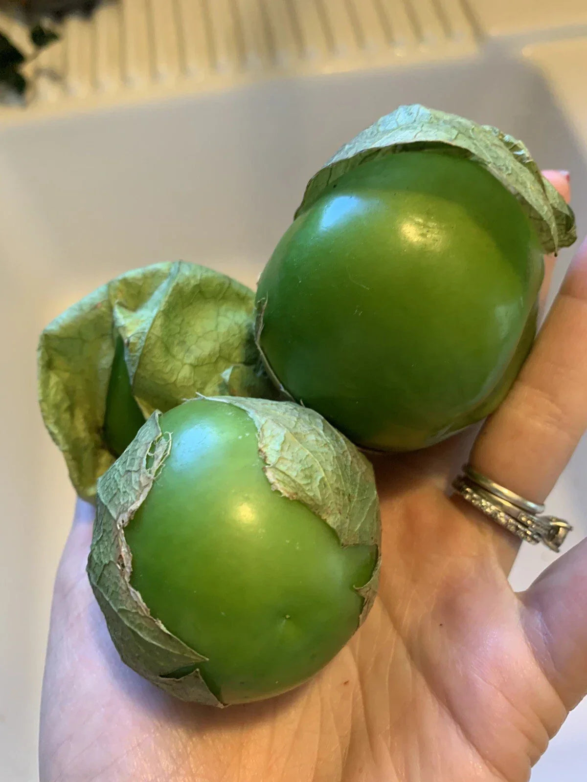 Texas Tomatillo Seeds - Heirloom Verde Salsa Variety, Physalis ixocarpa, Vegetable Garden, Organic, Non-GMO, 50+ Seeds