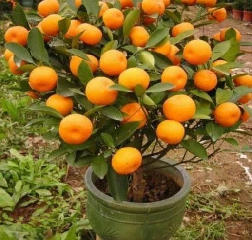 Mandarin Orange Tree Seeds - 20 Pack - Citrus reticulata Blanco - Indoor Gardening, Fruitful, Easy-to-Grow, Compact Tree Seeds