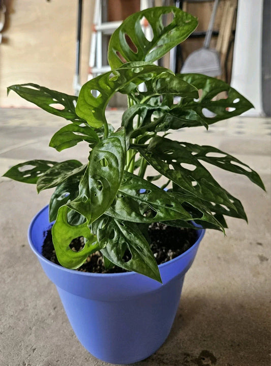 Monstera Deliciosa Live Plant Cuttings 5ct, Unrooted Swiss Pothos Indoor Houseplant, Tropical Green Foliage, Propagation Plant