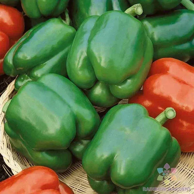 Yolo Wonder Sweet Pepper Seeds - 25+ Pack, Non-GMO, Capsicum annuum, Vibrant, Crunchy Peppers for Garden, Container & Raised Bed Gardening