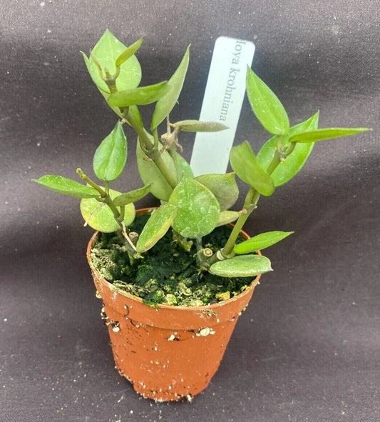 Hoya Krohniana Live Plants – 2" Pots, Multiple Rooted Cuttings, Wax Plant, Easy Care Indoor Houseplant, Trailing Vine