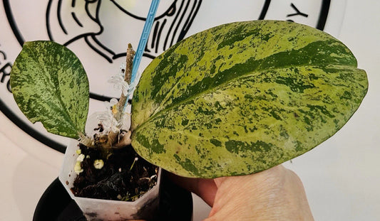 Live Hoya Plant in 4-Inch Pot, Michelle Silver Leaf Variegated Foliage, Indoor Houseplant, Hoya australis tenuipes