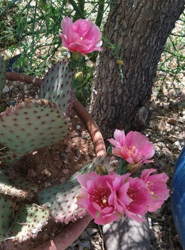 Beaverita Pink Fruit and Flowers Cactus Pad Opuntia basilaris x Santa Rita Desert Plant for Garden or Indoor Use