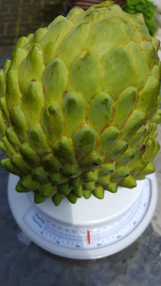 Organic Cherimoya Cuttings 8 Inch Long Annona cherimola 10 Pieces, Tropical Fruit Tree, Easy to Grow, Free Shipping