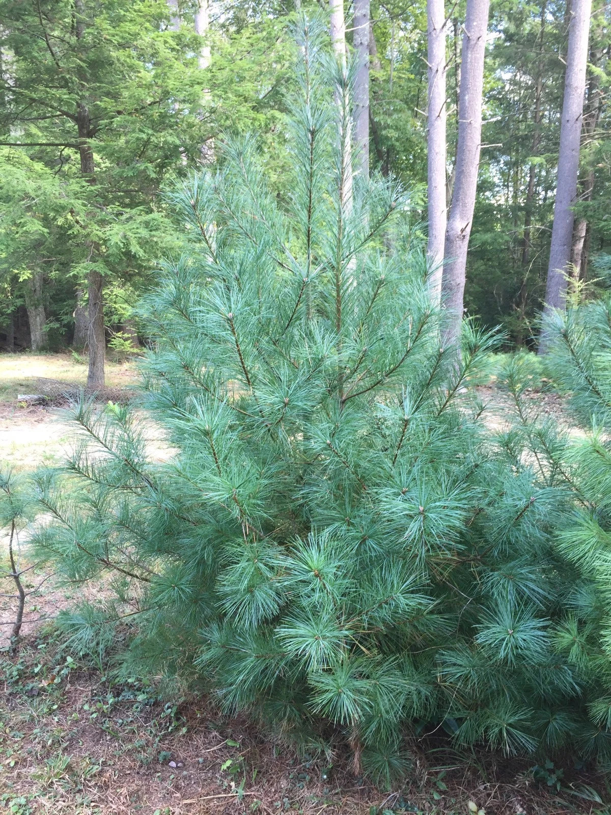 Eastern White Pine Tree Seedlings - 24-30" Bare Root Transplants - Pinus strobus for Reforestation & Landscaping - Lot of 3