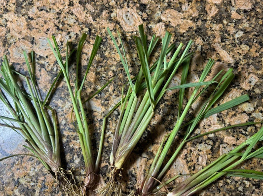 Organic Lemongrass Stalks - 20 Fully Rooted Plants Cymbopogon citratus for Gardening & Culinary Use
