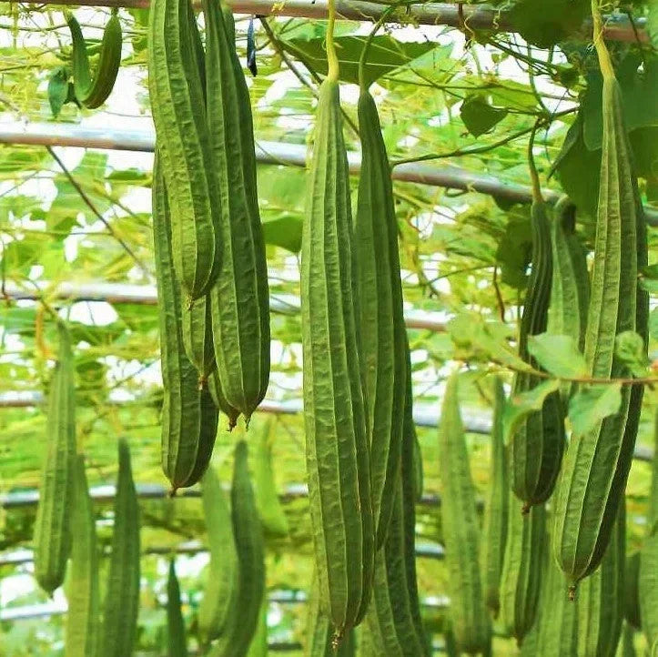 Da Rou Angled Luffa Gourd Seeds – Ridged Gourd for 2025 Planting, Luffa acutangula, Vegetable Climbing Vine, Non-GMO, High Germination