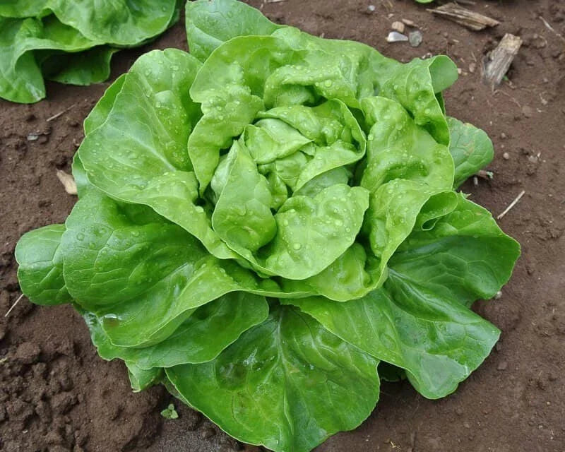 Buttercrunch Lettuce Seeds - Organic Heirloom Variety for Crisp Green Leaves - Lactuca sativa