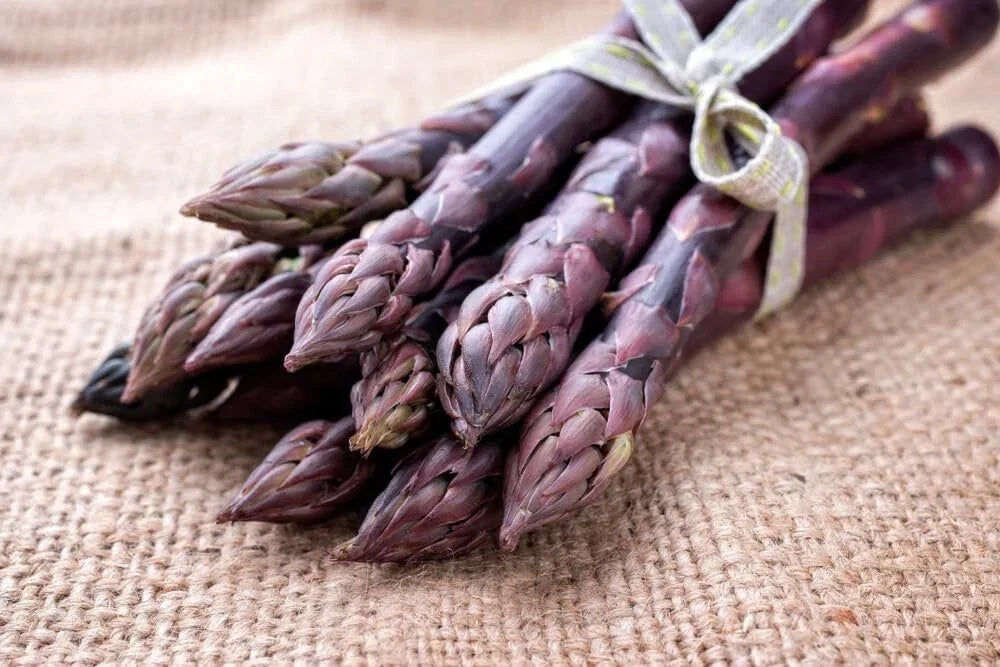 Purple Passion Asparagus Bare Root Plants – 2-Year-Old Crowns, Asparagus officinalis, Perennial, Full Sun