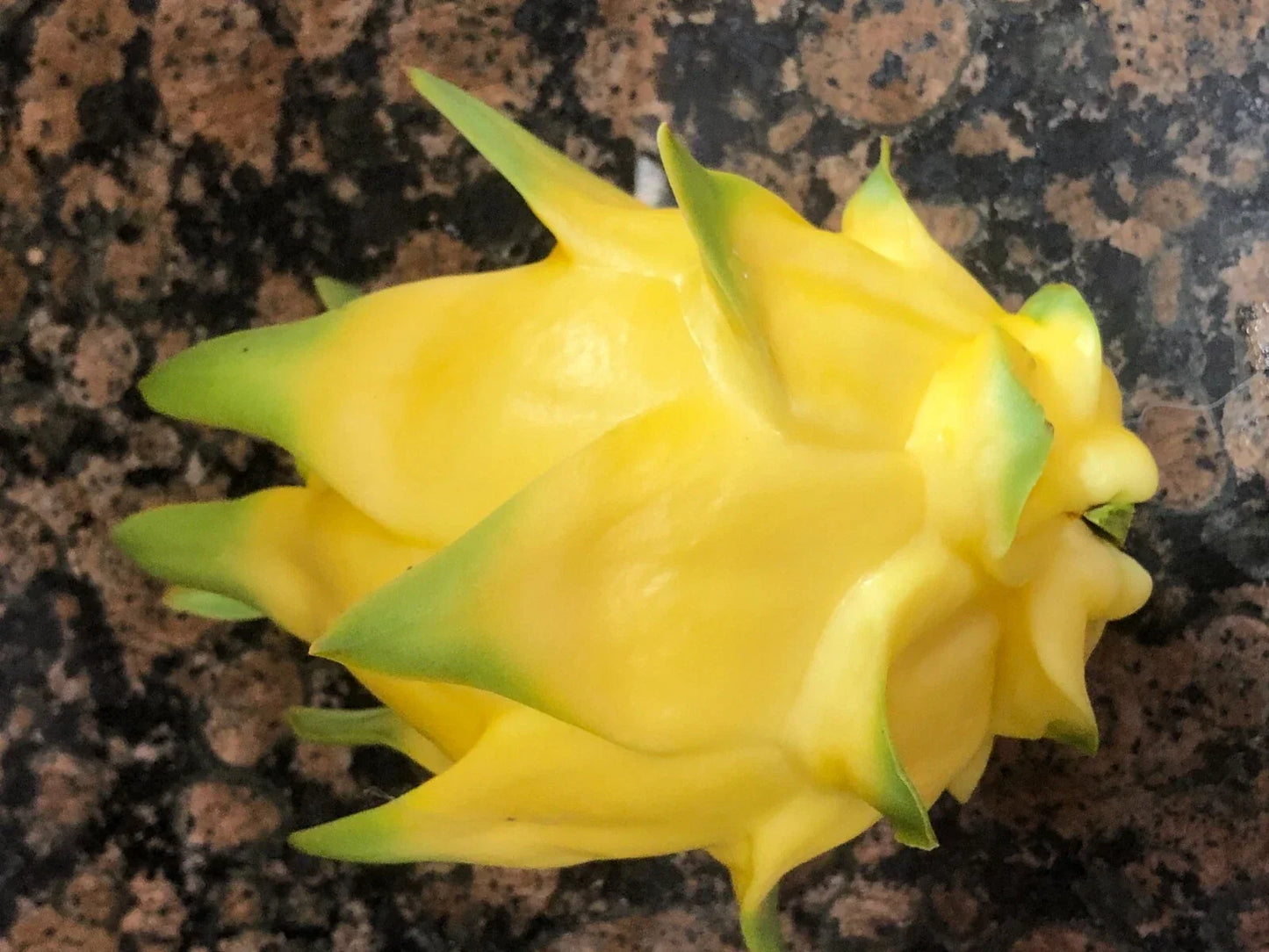 Hawaiian Gold Dragon Plant Cuttings 8-10" | Dracaena draco Tropical Indoor Houseplant for Gardening