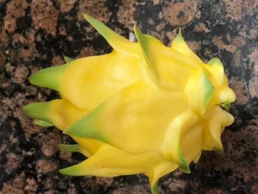 Hawaiian Gold Dragon Plant Cuttings 8-10" | Dracaena draco Tropical Indoor Houseplant for Gardening