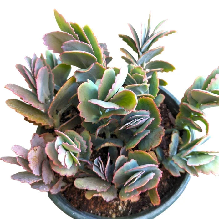 Kalanchoe Fedtschenkoi 'Majestic Scallops' Live Succulent Plant - 6-Inch Bare Root Indoor Decor, Unique Scalloped Leaves