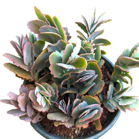 Kalanchoe Fedtschenkoi 'Majestic Scallops' Live Succulent Plant - 6-Inch Bare Root Indoor Decor, Unique Scalloped Leaves
