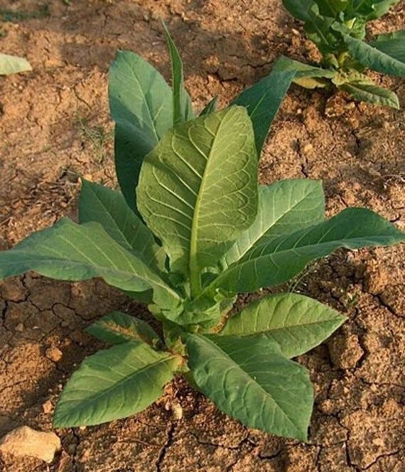 Virginia Gold Tobacco Seeds - Organic Non-GMO Heirloom Pack of 200, Pesticide-Free, Easy to Grow Nicotiana tabacum