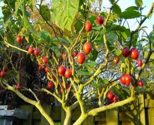 Tomato Tree Bonsai Seeds - 10 Pack Tamarillo - Cyphomandra betacea - Ideal for Planting and Gardening
