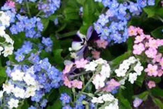 Forget Me Not Flower Seeds Mix - 100 Fresh Myosotis spp. Seeds, Vibrant Colors, Easy to Grow, Garden Flowers, Pollinator Attracting