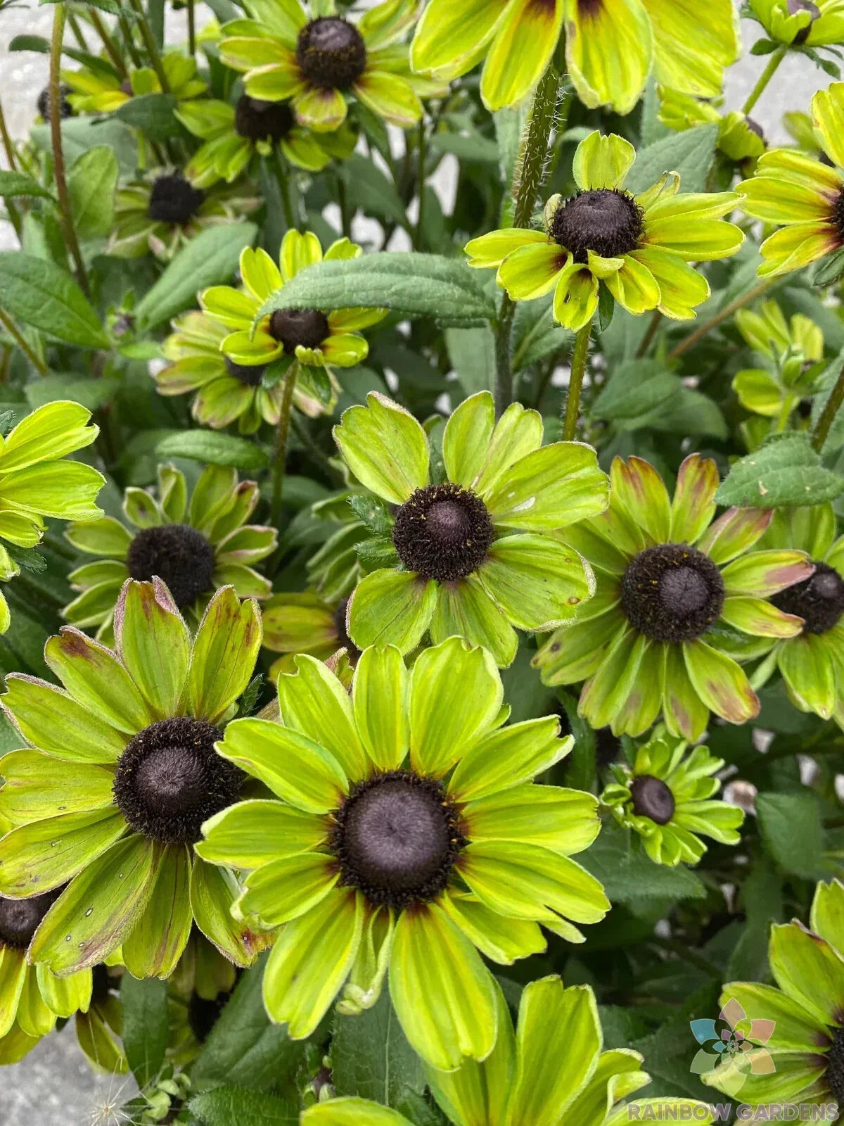 Rudbeckia Seeds - 200+ Enchanted Forest Variety - Black-Eyed Susan (Rudbeckia hirta) - Annual Flower for Garden, Borders & Pollinator Attracting