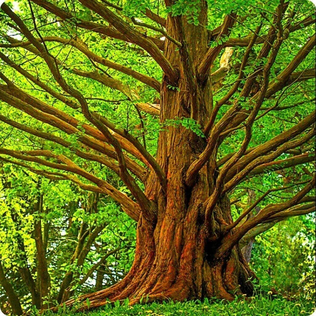 Dawn Redwood Tree Seeds - 30 Seeds - Metasequoia glyptostroboides - Fast-Growing Deciduous Conifer - American Grown