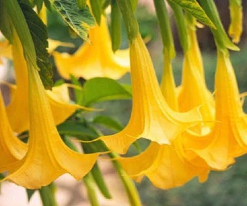 Yellow Angel Trumpet Seeds – Brugmansia spp. Tropical Fragrant Flower Seeds for Garden, Container, or Landscape Planting