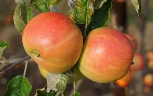 Bardsey Apple Seeds - 25+ Heirloom Fruit Seeds for Garden Planting - Malus domestica - Ideal for Home Orchards