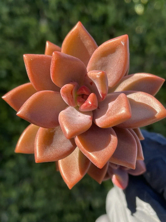 Graptosedum Alpenglow Bronze Succulent - 2-Inch Live Plant for Home Decor and Office - Easy Care, Low Maintenance