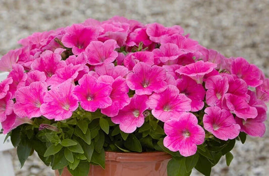 Petunia Seeds Pelleted 10 Pack Easy Wave Pink Cosmo Petunia x hybrida for Garden, Containers, Hanging Baskets