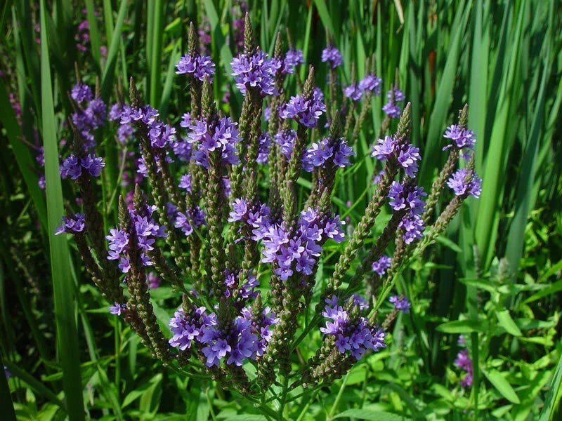 Vervain Seeds - 335 Pack - Blue Flower Perennial Verbena hastata for Wetland Gardens & Pollinator Attracting