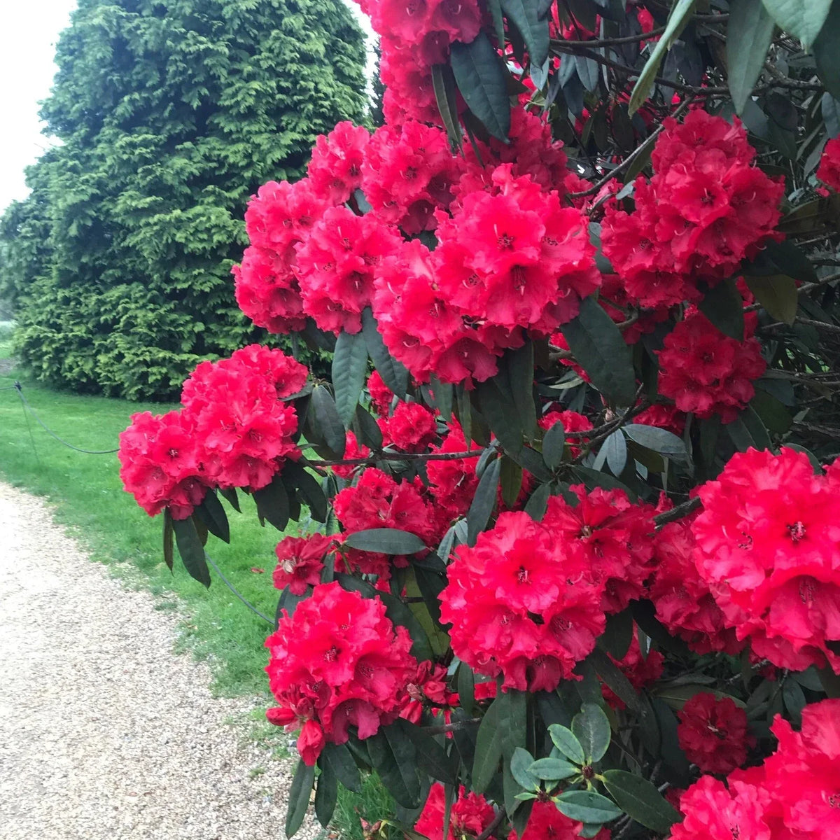 Large Rooted Rhododendron Plant - Blood Red Ruffled Blooms - Rhododendron 'Jean Marie de Montague' - Perfect for Gardens