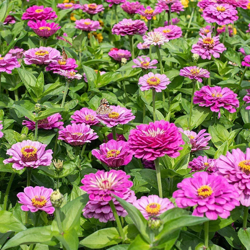 Dream Zinnia Seeds Pack of 100+ | Colorful Zinnia elegans Annual for Garden Beds & Borders