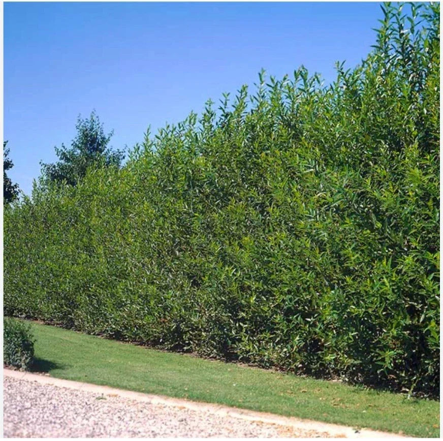 Austree Hybrid Willow Tree Cuttings – 10 Inch Fresh Fast Growing Propagation Material – 60 Thick Cuttings for Landscaping