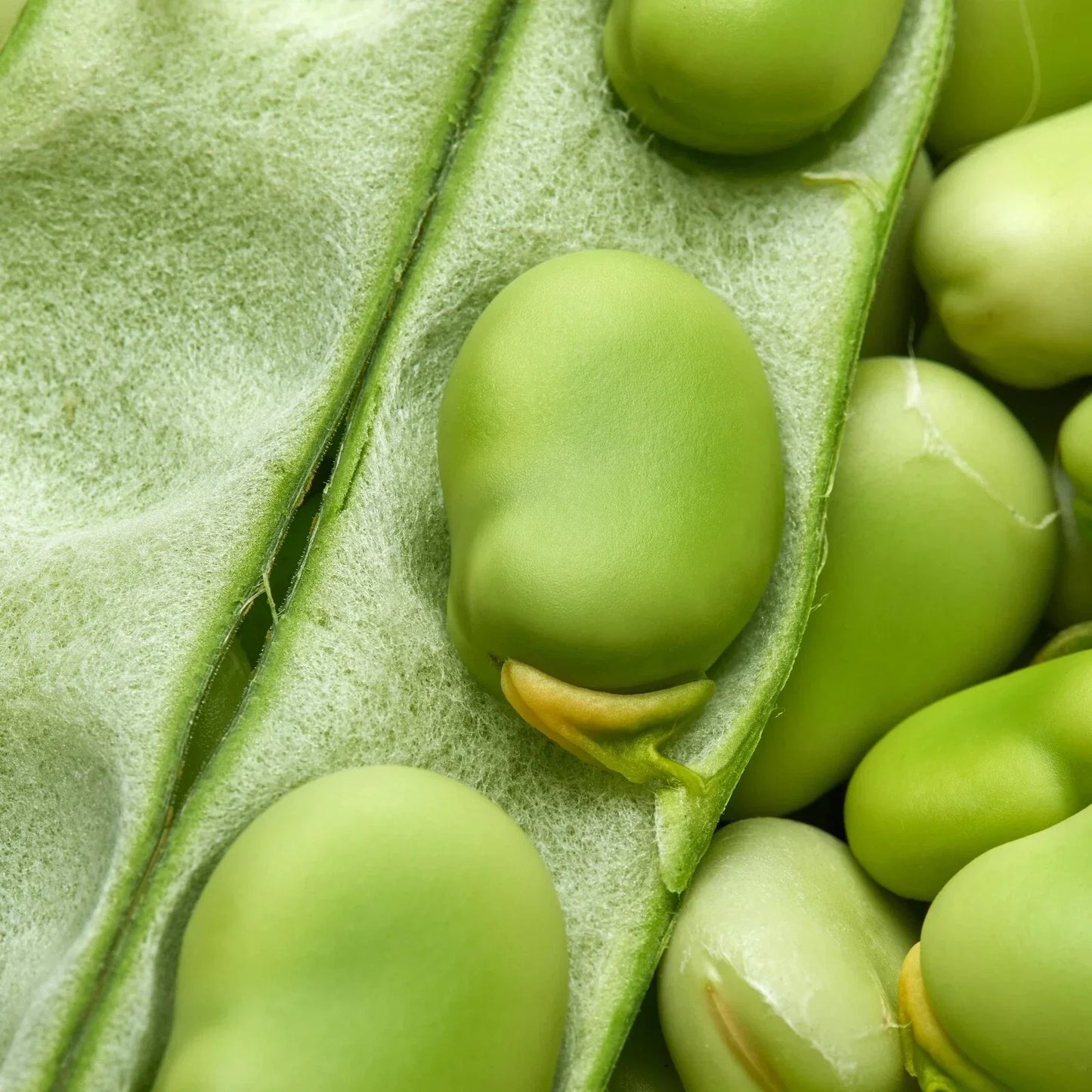 Broad Windsor Fava Bean Seeds - Non-GMO Cover Crop, Edible Legume, Vicia faba, Soil Enrichment, Nutritious Beans, Garden Plant Pack