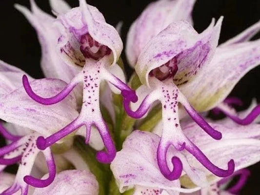 Italian Man Orchid Seeds - Orchis italica Poir. - Rare Flowering Orchid Seeds for Gardening, Indoor & Outdoor Cultivation