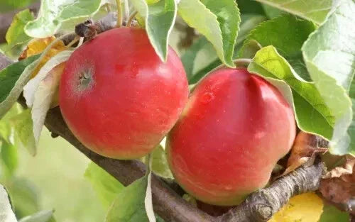 Akane Apple Seeds - 25+ Pack for Gardening, Malus domestica, Non-GMO, Heirloom, Fruit Tree, Home Garden Planting