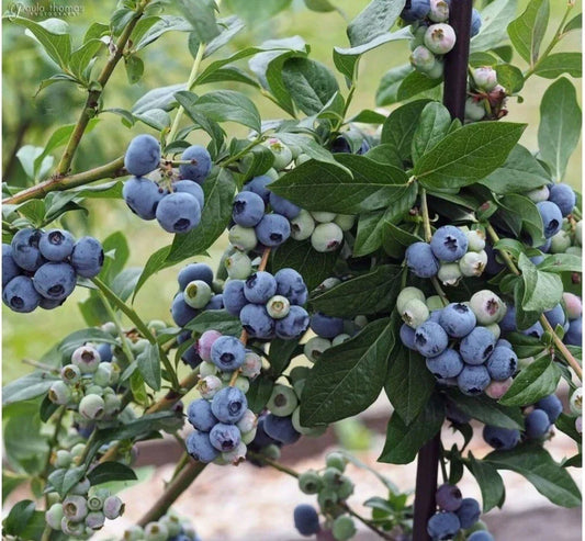Highbush Blueberry Seeds 30++ Organic Vaccinium sect. Cyanococcus Heirloom Gardening Supplies
