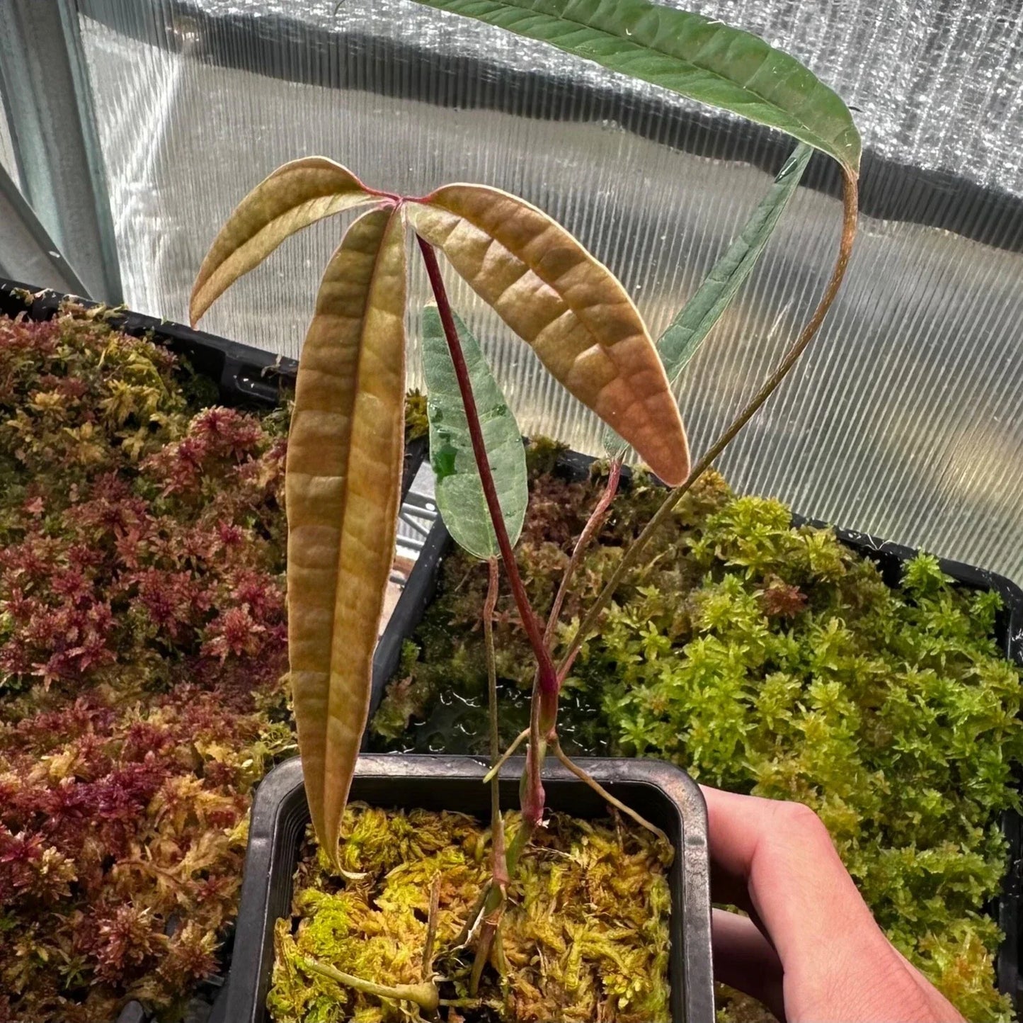 Anthurium Cutucuense Stem Cutting - Rooted Aroid Plant - Ecuador Native Tropical Houseplant - Heart-Shaped Leaves