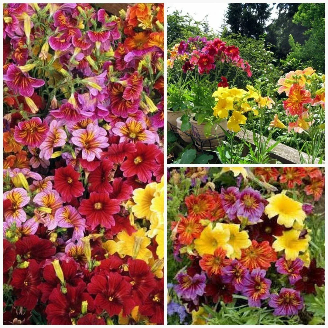 Painted Tongue Mix Seeds - Vibrant Annual Flowers for Sun & Shade Gardens, Containers, Cut Flowers - Salpiglossis sinuata