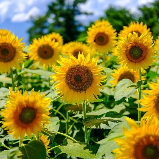 Mammoth Grey Stripe Sunflower Seeds | Helianthus annuus | Heirloom Non-GMO | Edible Garden Plants | 50 Seeds