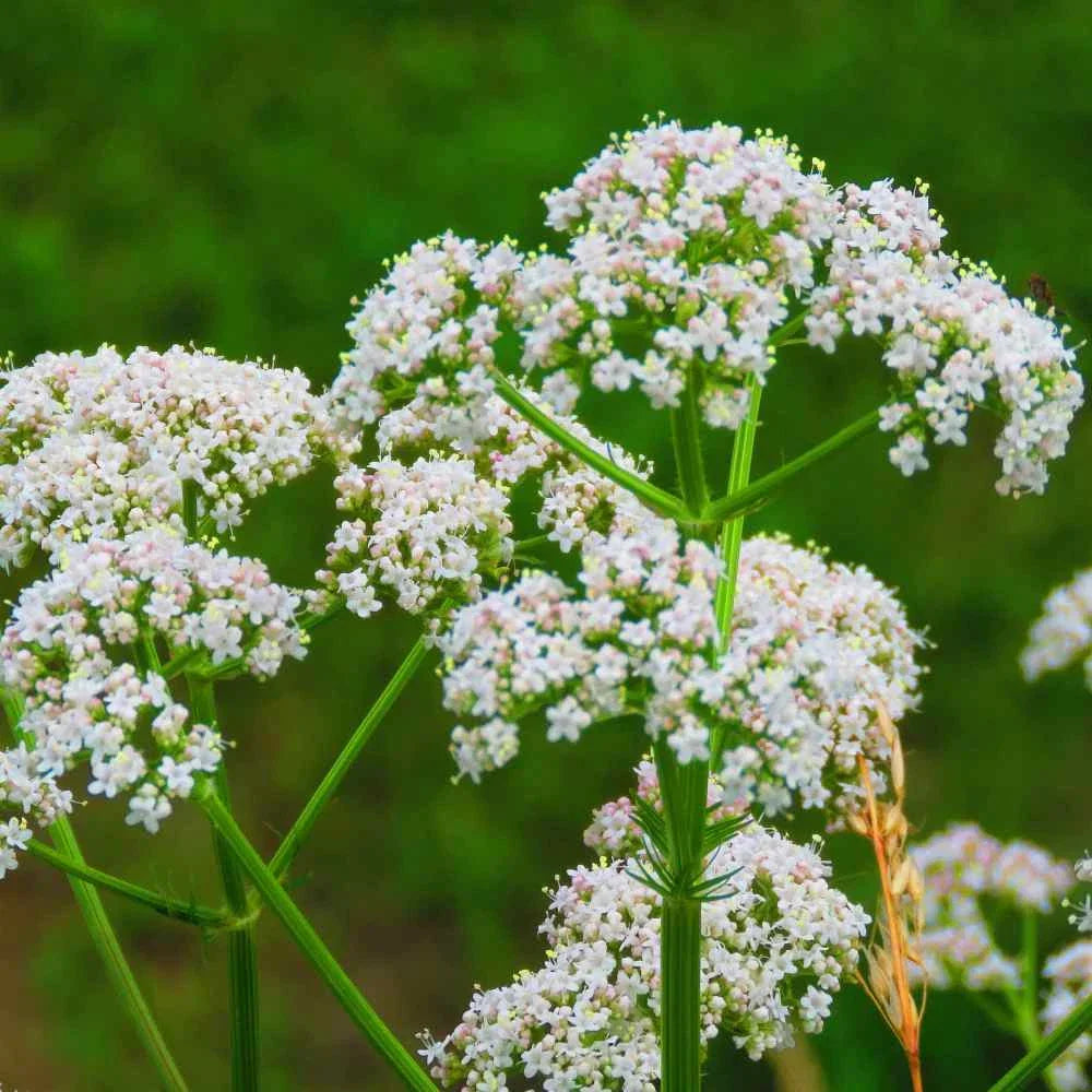 Anise Herb Seeds - 250+ Pimpinella anisum Culinary Spice Planting Pack for Garden, Attracts Pollinators, Non-GMO