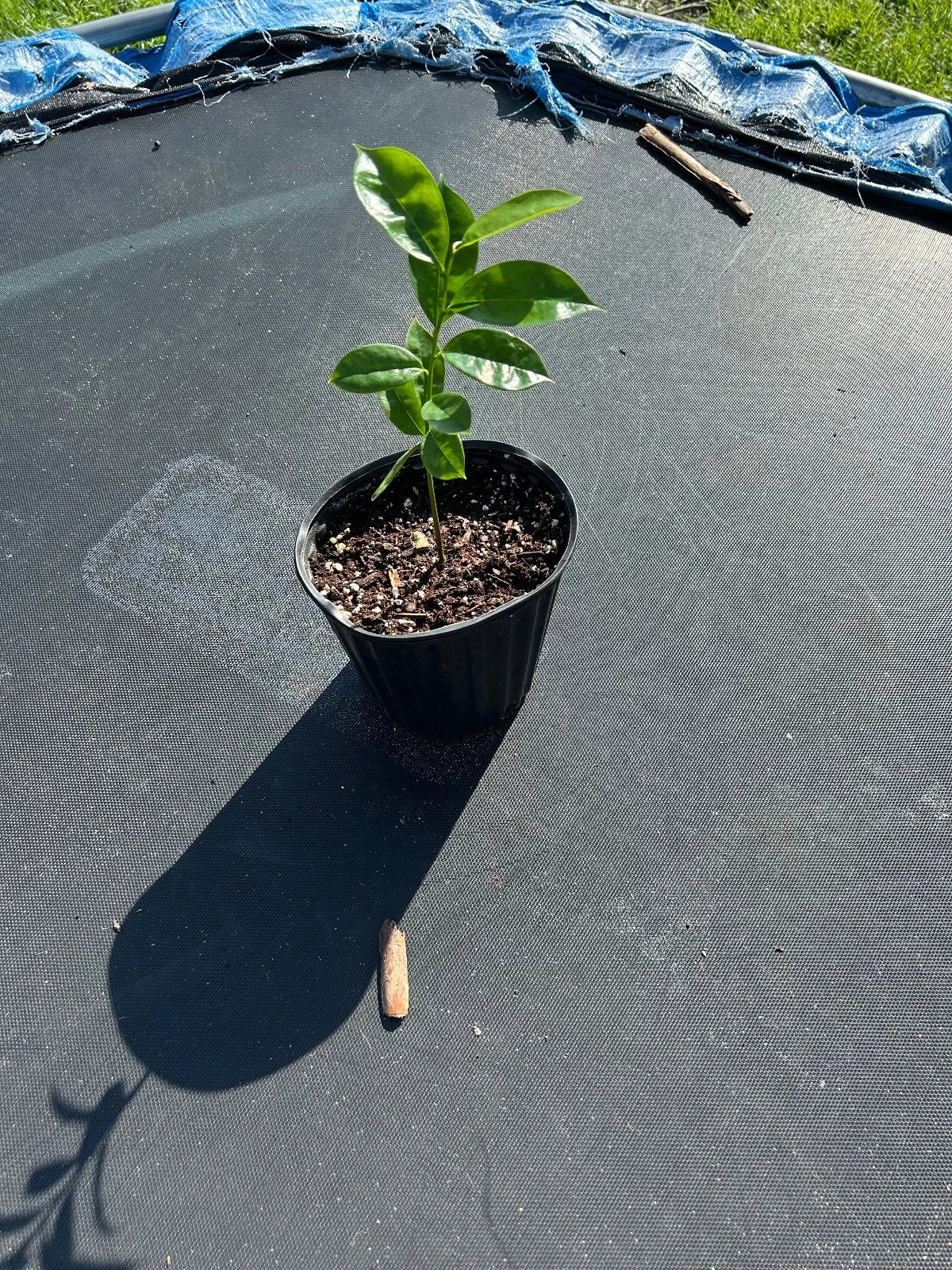 Organic Soursop Tree 5-inch Pot | Guanábana Annona muricata Tropical Fruit Tree for Garden or Patio